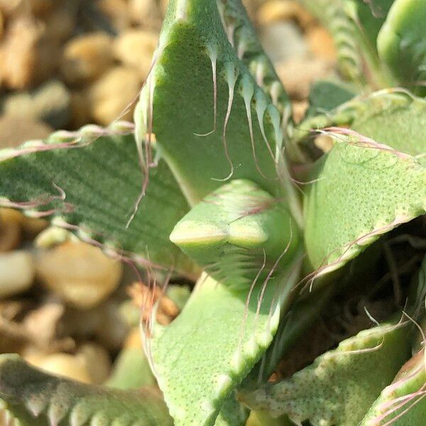 Faucaria tigrina Habitus