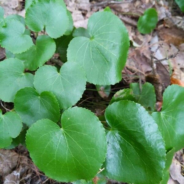 Galax urceolata Leaf