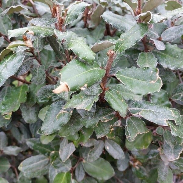 Elaeagnus pungens Blad