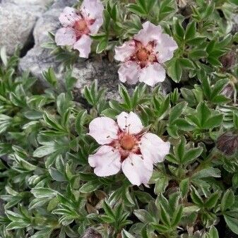 Potentilla nitida പുഷ്പം