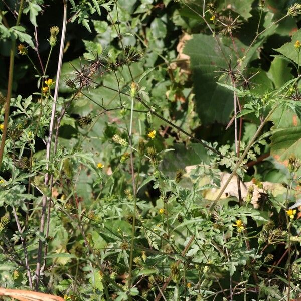 Bidens bipinnata 花