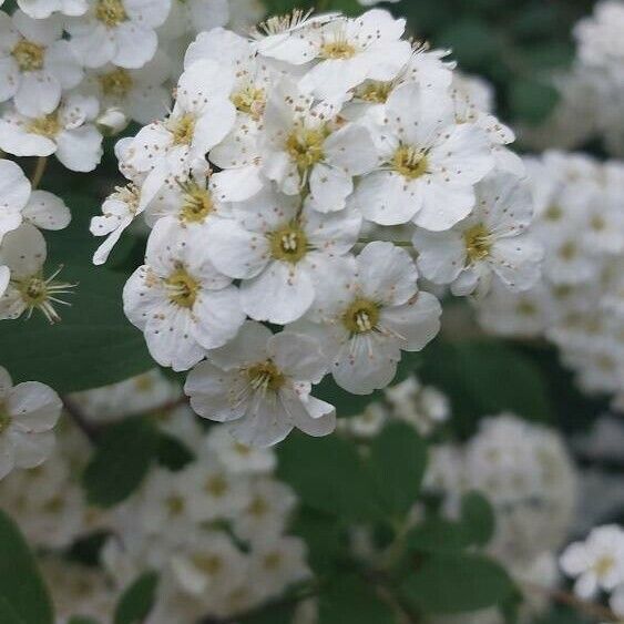 Spiraea chamaedryfolia Çiçek