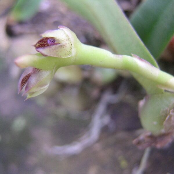 Bulbophyllum carnosisepalum Blomma