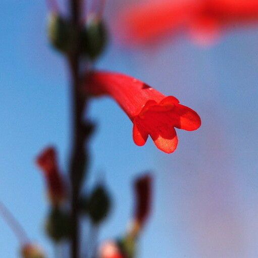 Penstemon centranthifolius Flower