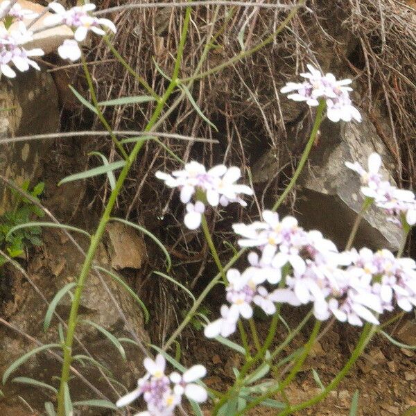 Iberis linifolia Kvet