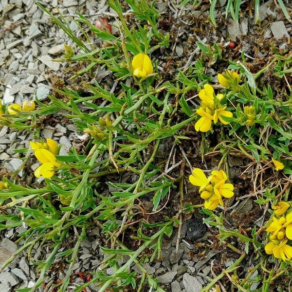 Genista pilosa Flower