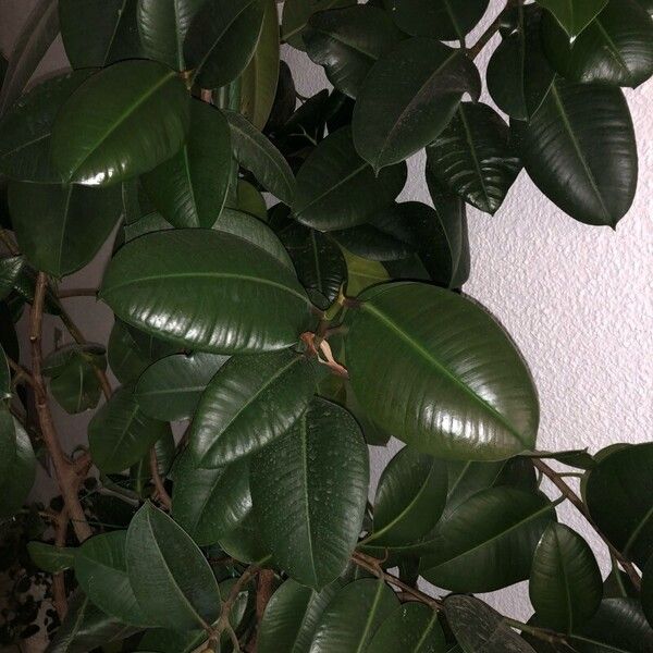 Ficus elastica Leaf