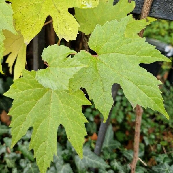 Vitis aestivalis 葉