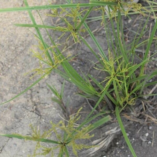 Cyperus iria برگ