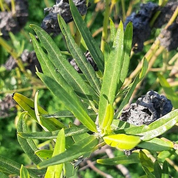 Gomphocarpus physocarpus Leaf