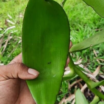 Vanilla planifolia 葉