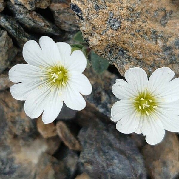 Cerastium latifolium Flor