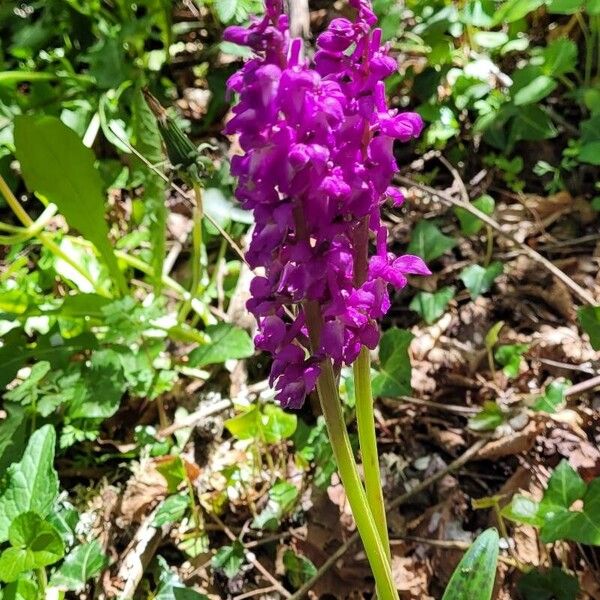 Orchis mascula 花