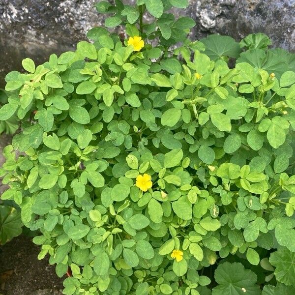 Oxalis frutescens Φύλλο