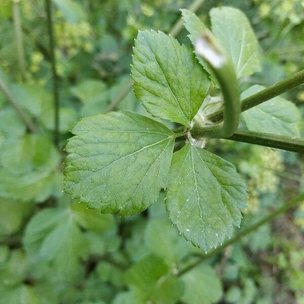 Smyrnium olusatrum 葉