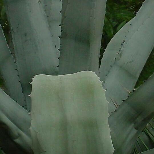 Agave americana Leaf