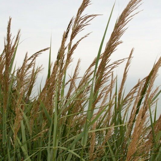 Arundo plinii Natur