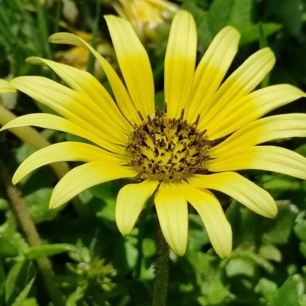 Arctotheca calendula Žiedas