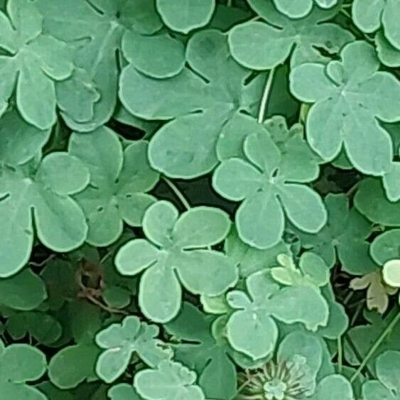 Tropaeolum peregrinum Folha