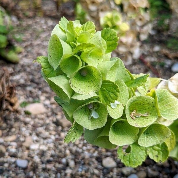 Moluccella laevis Flower