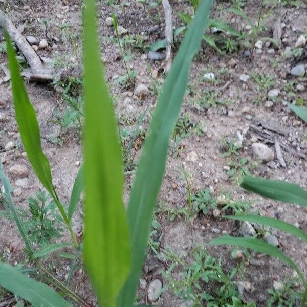 Brachypodium sylvaticum List