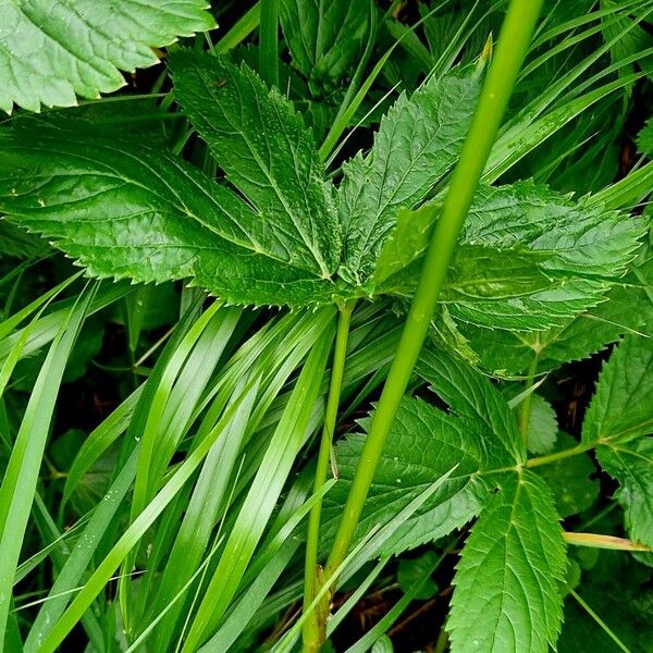 Peucedanum ostruthium Kabuk