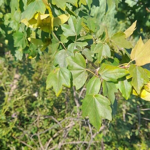 Acer campestre Blad