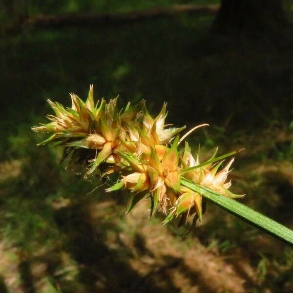 Carex leersii Цветок