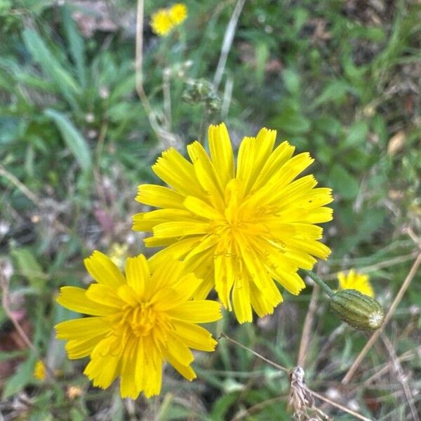 Crepis tectorum Flower