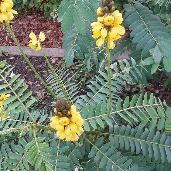 Senna didymobotrya ᱵᱟᱦᱟ