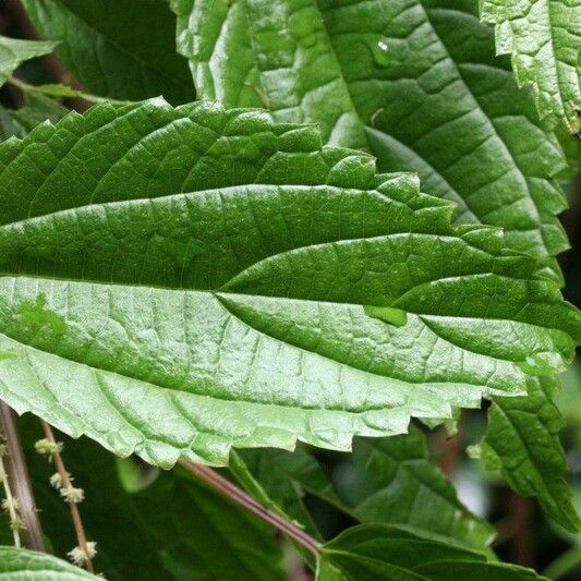 Boehmeria japonica Leaf