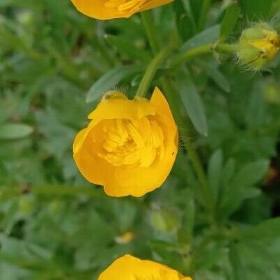 Ranunculus bulbosus Blomst