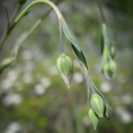 Linum lewisii Flor