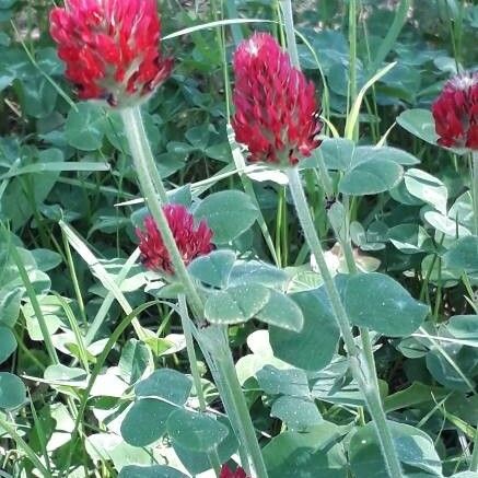 Trifolium incarnatum Flower