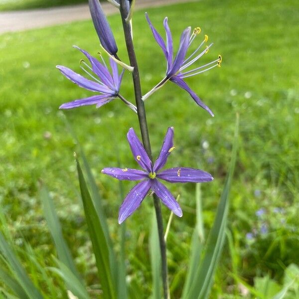 Camassia quamash Çiçek