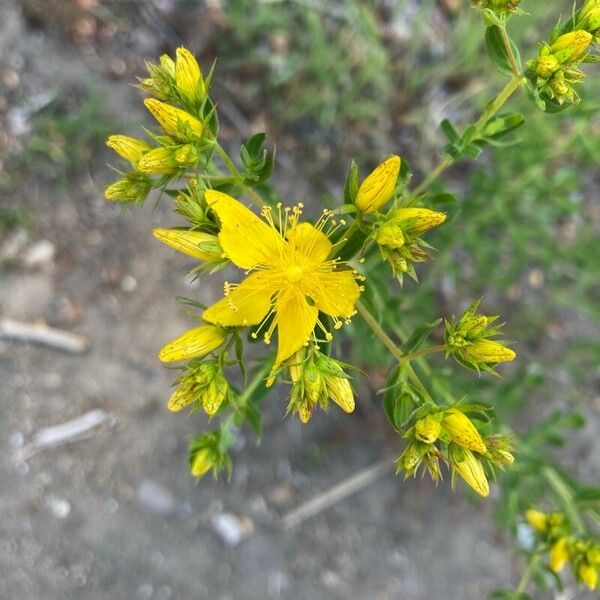 Hypericum perfoliatum Flor