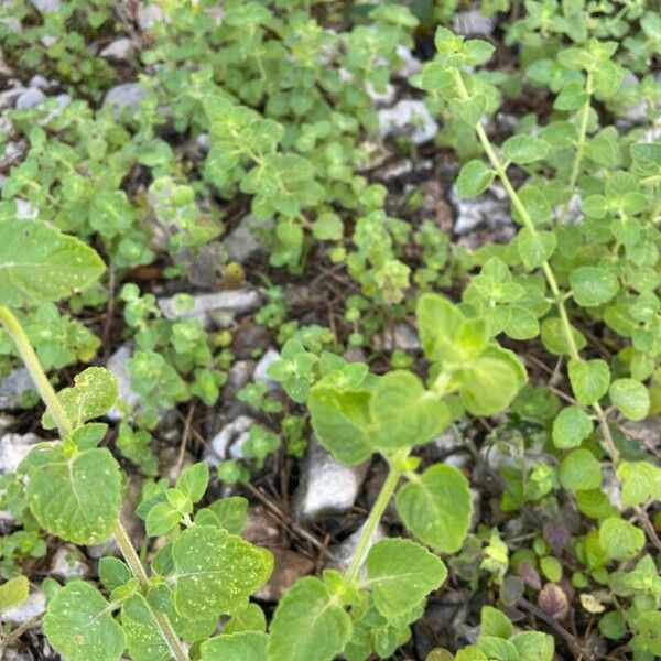 Clinopodium nepeta Deilen