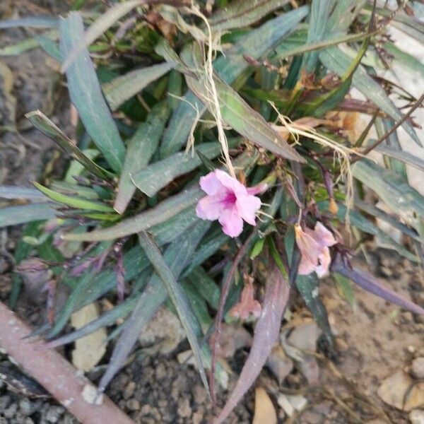 Ruellia simplex Blüte