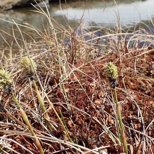 Eriophorum vaginatum Habit