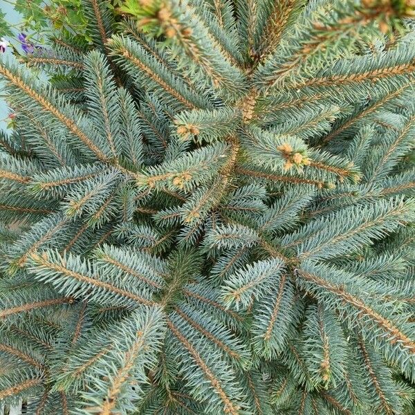 Picea sitchensis 整株植物