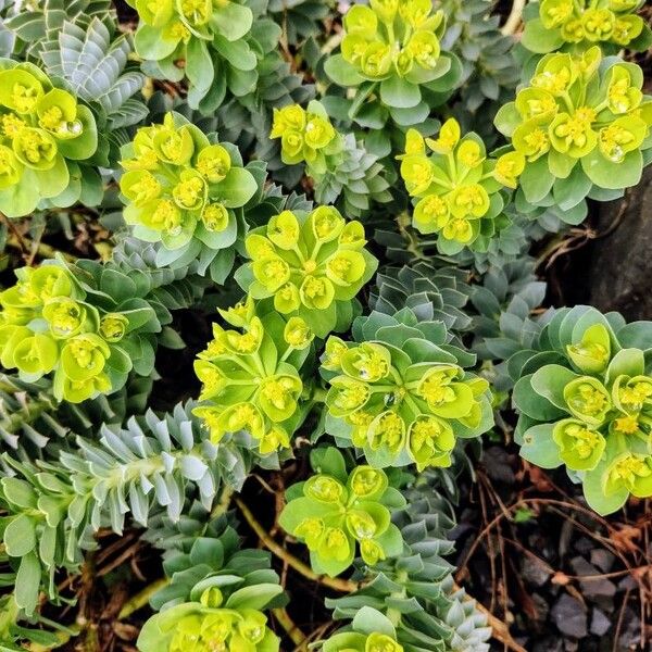 Euphorbia myrsinites Žiedas