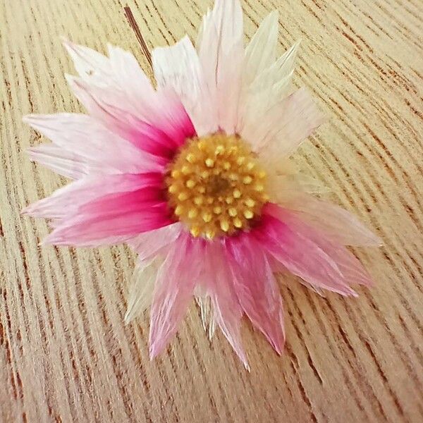 Rhodanthe manglesii Flower