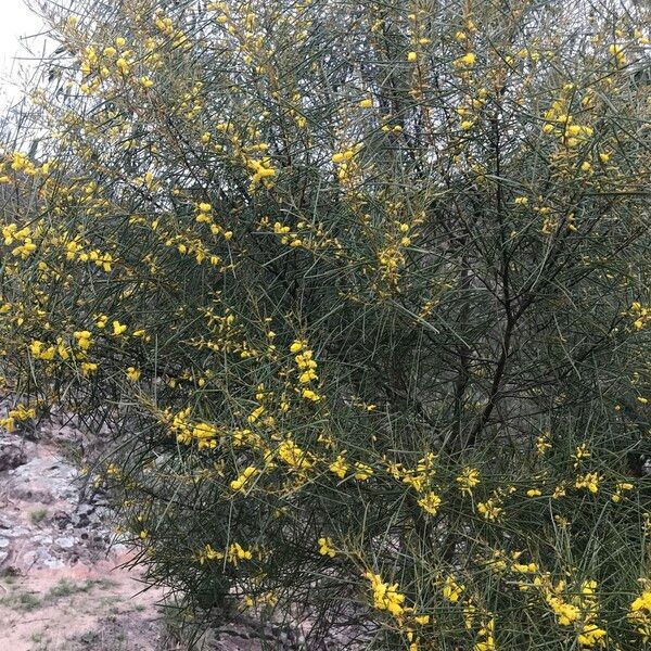 Acacia doratoxylon Hábitos