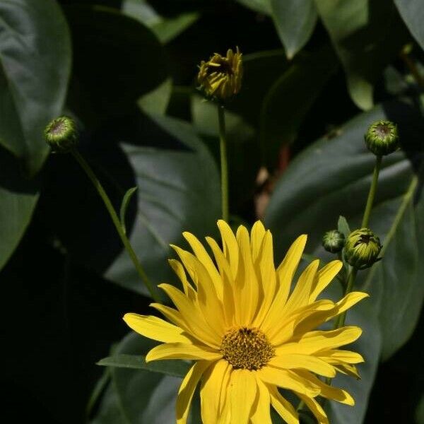 Helianthus pauciflorus Blomma