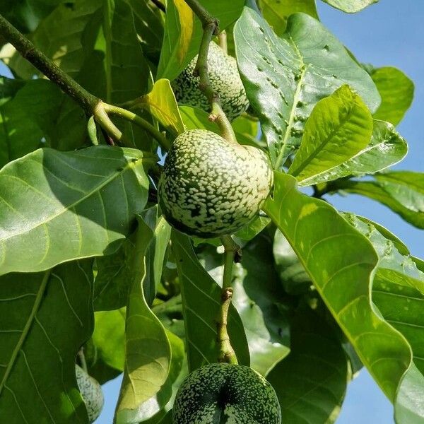 Voacanga thouarsii Fruit