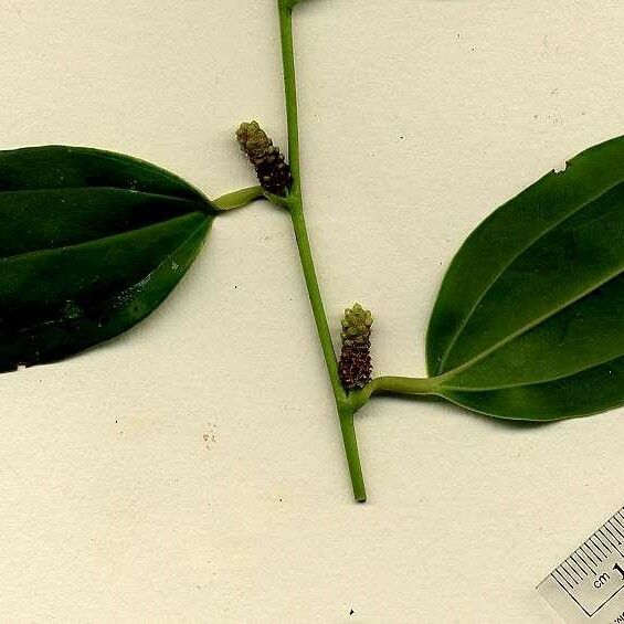 Smilax domingensis Otro