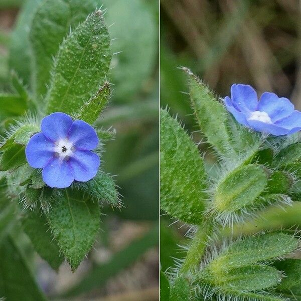 Pentaglottis sempervirens Кветка