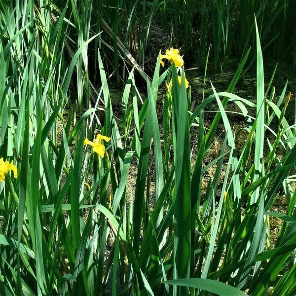 Iris pseudacorus पत्ता