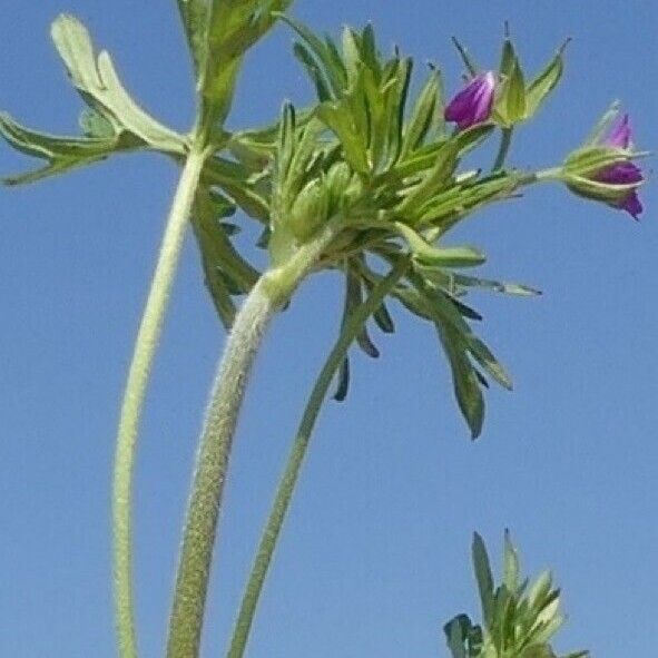 Geranium dissectum Folla