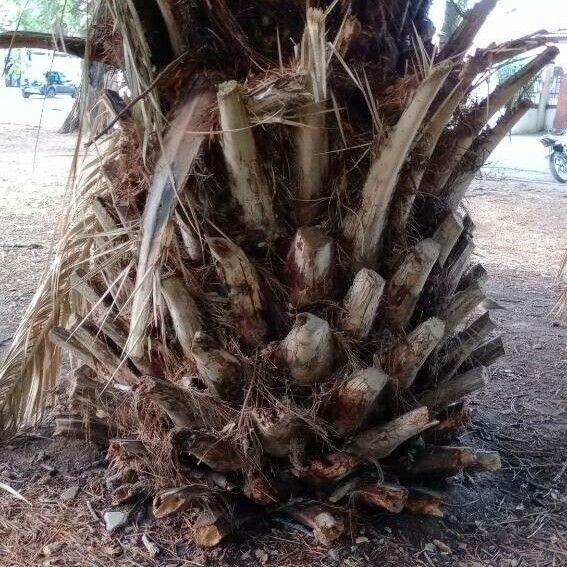 Phoenix canariensis Rinde